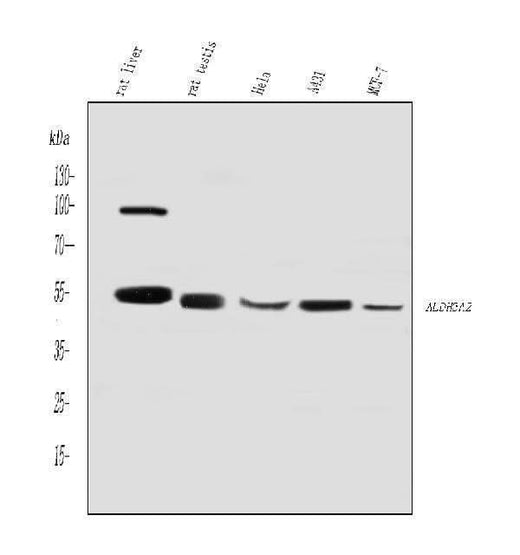 Anti-ALDH3A2 Antibody Picoband® Boster Bio