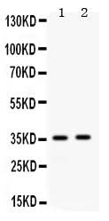 Anti-Apolipoprotein E/APOE Antibody Picoband® Boster Bio