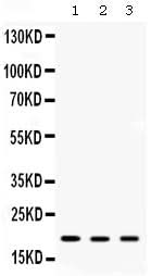 Anti-ARF6 Antibody Picoband® Boster Bio