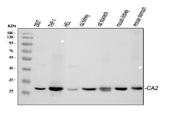 Anti-Carbonic Anhydrase II/CA2 Antibody Picoband® Boster Bio