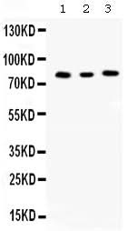 Anti-Cyclin T1/CCNT1 Antibody Picoband® Boster Bio