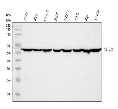 Anti-TCP1 beta/CCT2 Antibody Picoband® Boster Bio