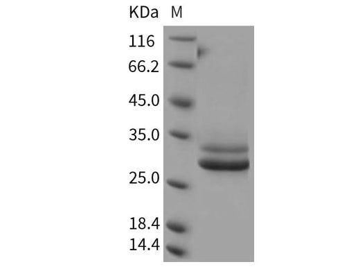 > 95 % as determined by reducing SDS-PAGE.