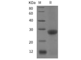 SDS-PAGE analysis of Mouse CD20/MS4A1 proteins, 2 μg/lane of Recombinant Mouse CD20/MS4A1 proteins was resolved with SDS-PAGE under reducing conditions, showing bands at 28 kDa.