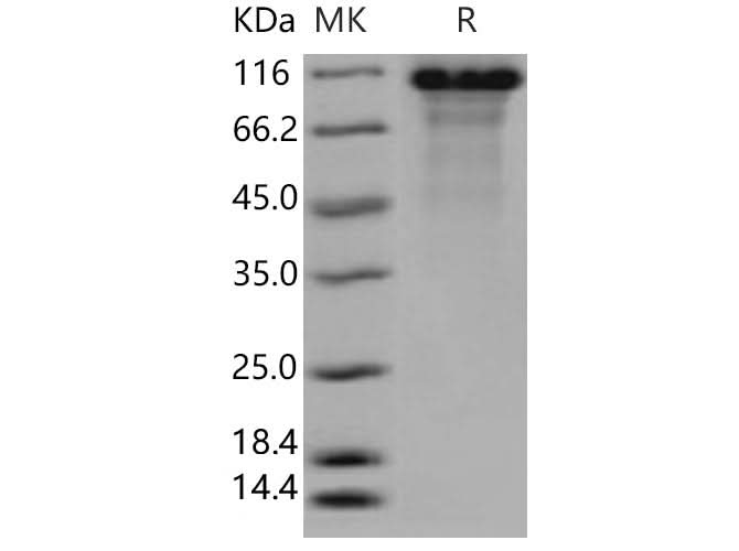 > 85 % as determined by reducing SDS-PAGE.