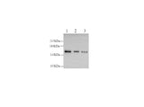 Anti-Human PODXL Antibody - ABMIUM