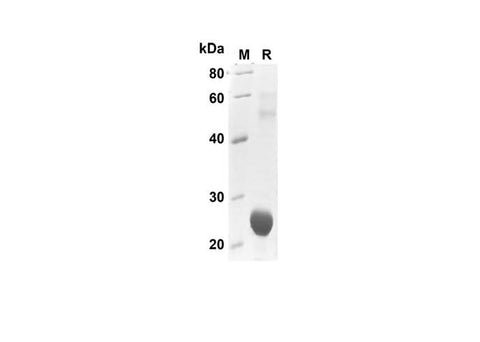 SDS-PAGE analysis of Human CXCL7/NAP-2 proteins , 2 μg/lane of Recombinant Human CXCL7/NAP-2 proteins was resolved with SDS-PAGE under reducing conditions , showing bands at 25 kDa.