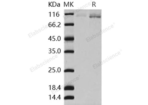 > 85 % as determined by reducing SDS-PAGE.