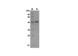 SDS-PAGE analysis of Human CYCS proteins, 2 μg/lane of Recombinant Human CYCS proteins was resolved with SDS-PAGE under reducing conditions, showing bands at 40 kDa.