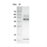 > 95 % as determined by reducing SDS-PAGE.