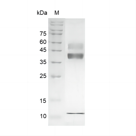 > 95 % as determined by reducing SDS-PAGE.