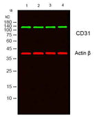 Anti-Human/Mouse/Rat CD31 Antibody [B858]