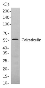 Anti-Human/Mouse/Rat Calreticulin Antibody [B783]