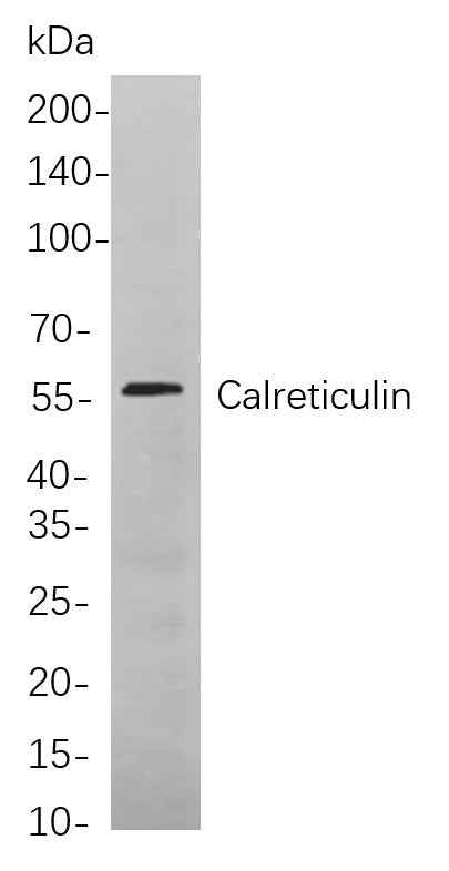 Anti-Human/Mouse/Rat Calreticulin Antibody [B783] - ABMIUM