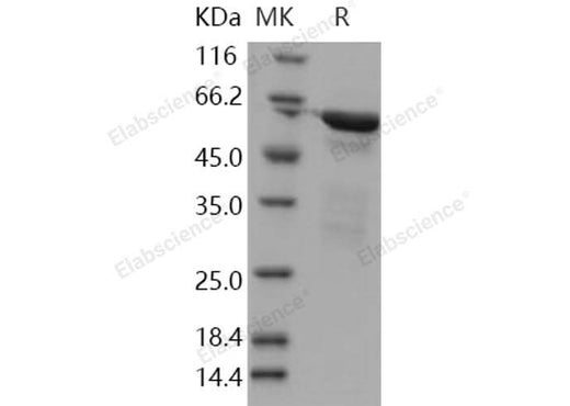 > 85 % as determined by reducing SDS-PAGE.