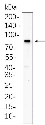 Anti-Human/Mouse/Rat BMAL1 Antibody [B620]