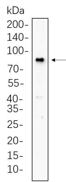 Anti-Human/Mouse/Rat BMAL1 Antibody [B620] - ABMIUM