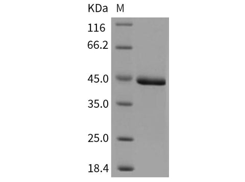 > 97 % as determined by reducing SDS-PAGE.