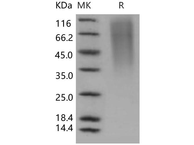 > 95 % as determined by reducing SDS-PAGE.