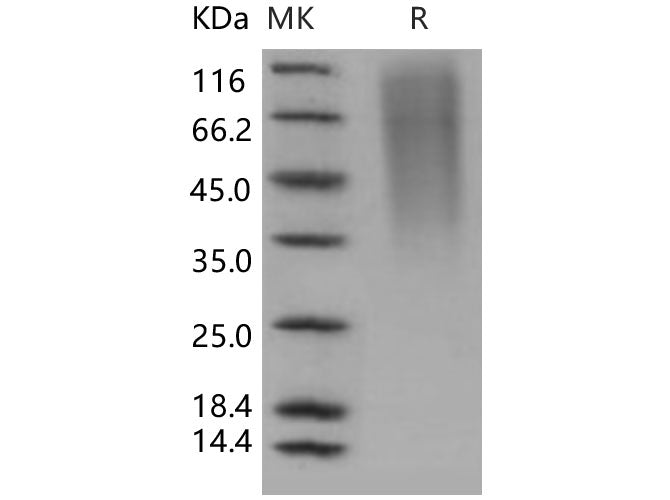 > 95 % as determined by reducing SDS-PAGE.