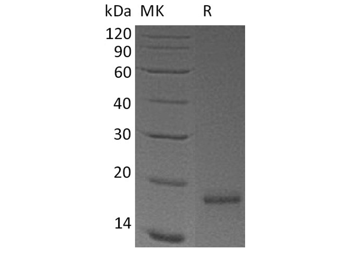 > 95 % as determined by reducing SDS-PAGE.