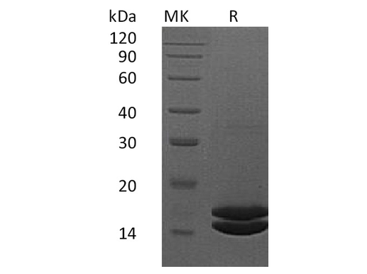 > 95 % as determined by reducing SDS-PAGE.