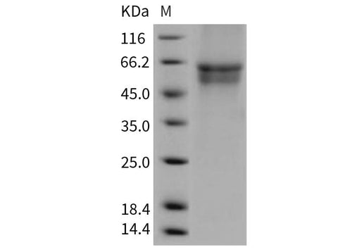 > 95 % as determined by reducing SDS-PAGE.