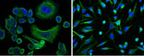 Anti-Human AFP Antibody [A862]