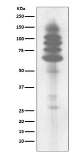 Anti-Phospho-Tyrosine Rabbit Monoclonal Antibody Boster Bio