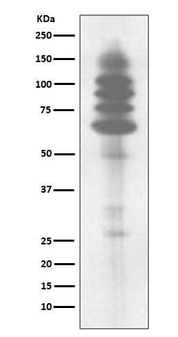 Anti-Phospho-Tyrosine Rabbit Monoclonal Antibody Boster Bio