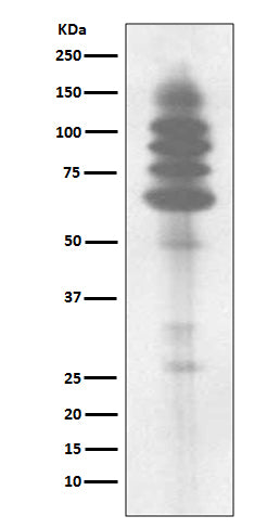 Anti-Phospho-Tyrosine Rabbit Monoclonal Antibody Boster Bio