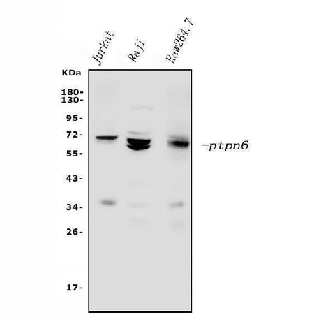 Anti-SHP1/PTPN6 Antibody Picoband® Boster Bio