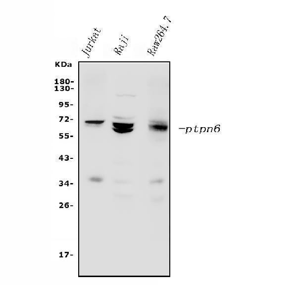 Anti-SHP1/PTPN6 Antibody Picoband® Boster Bio