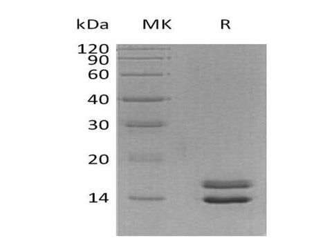 > 95 % as determined by reducing SDS-PAGE.