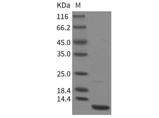 > 95 % as determined by reducing SDS-PAGE.
