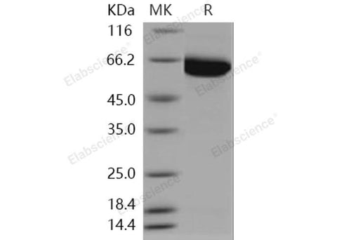 > 80 % as determined by reducing SDS-PAGE.
