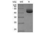 > 95 % as determined by reducing SDS-PAGE.