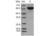 > 90 % as determined by reducing SDS-PAGE.