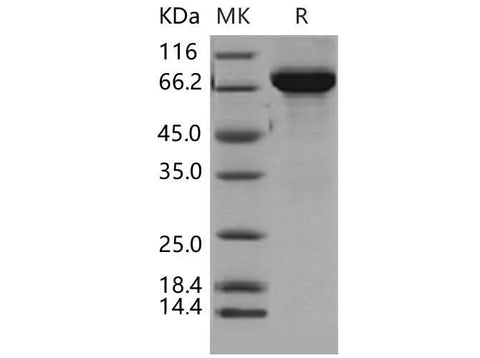 > 90 % as determined by reducing SDS-PAGE.