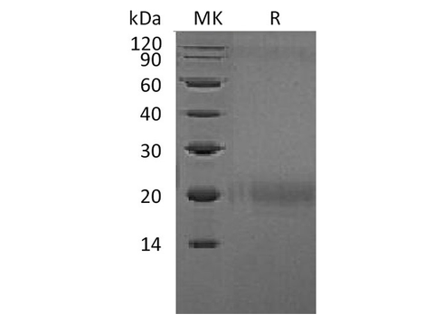> 95 % as determined by reducing SDS-PAGE.