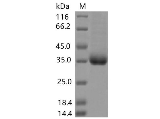 > 90 % as determined by reducing SDS-PAGE.