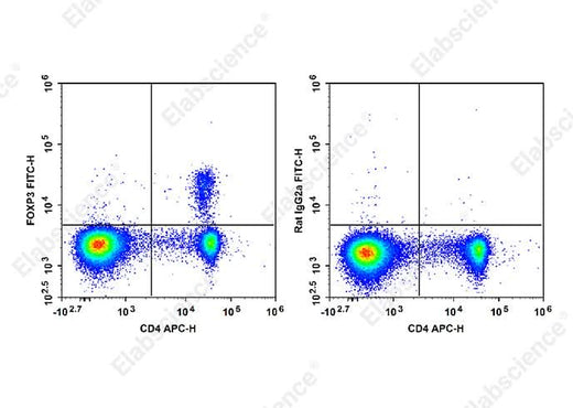 C57BL/6 murine splenocytes are stained with APC Anti-Mouse CD4 Antibody and FITC Anti-Mouse/Rat FOXP3 Antibody[FJK-16s] (Left). Splenocytes are stained with APC Anti-Mouse CD4 Antibody and FITC Rat IgG2a, κ Isotype Control (Right). 