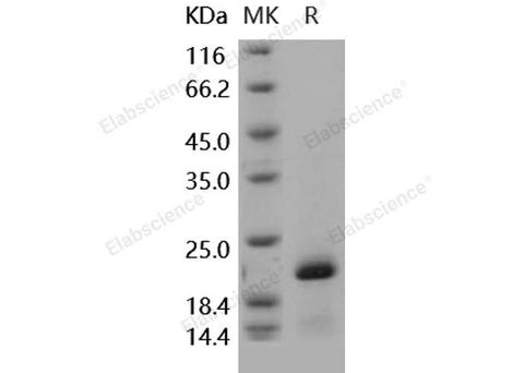> 90 % as determined by reducing SDS-PAGE.