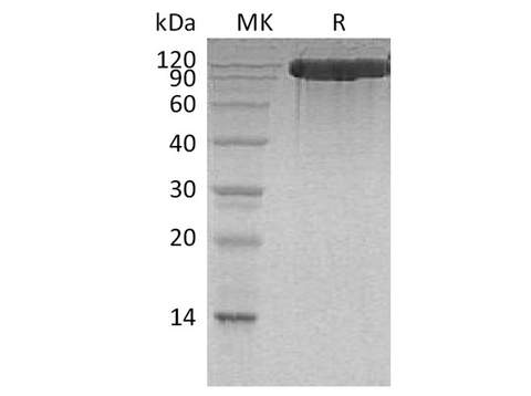 > 95 % as determined by reducing SDS-PAGE.