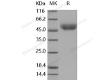 > 97 % as determined by reducing SDS-PAGE.