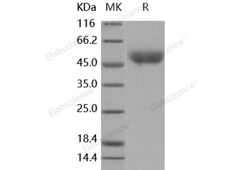> 97 % as determined by reducing SDS-PAGE.