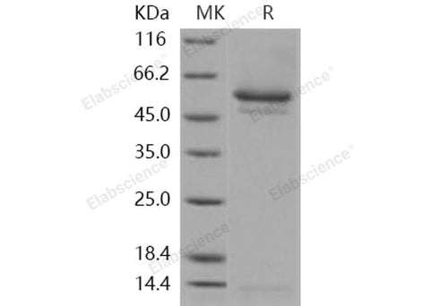 > 95 % as determined by reducing SDS-PAGE.