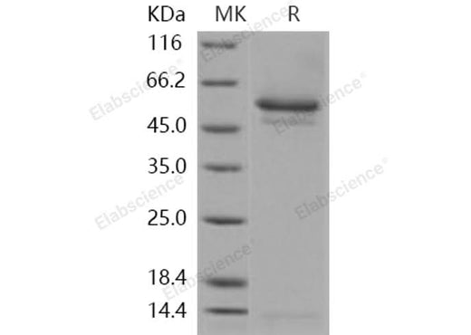 > 95 % as determined by reducing SDS-PAGE.