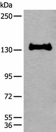 Western blot analysis of 231 cell lysate using CAPN15 Polyclonal Antibody at dilution of 1:450
