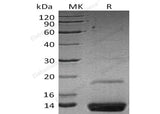 > 95 % as determined by reducing SDS-PAGE.